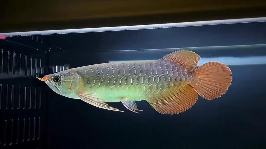 白云區有哪些龍魚養殖個體戶？，廣州白云區龍魚養殖個體戶規模一般多大，如何聯系龍魚養殖個體戶