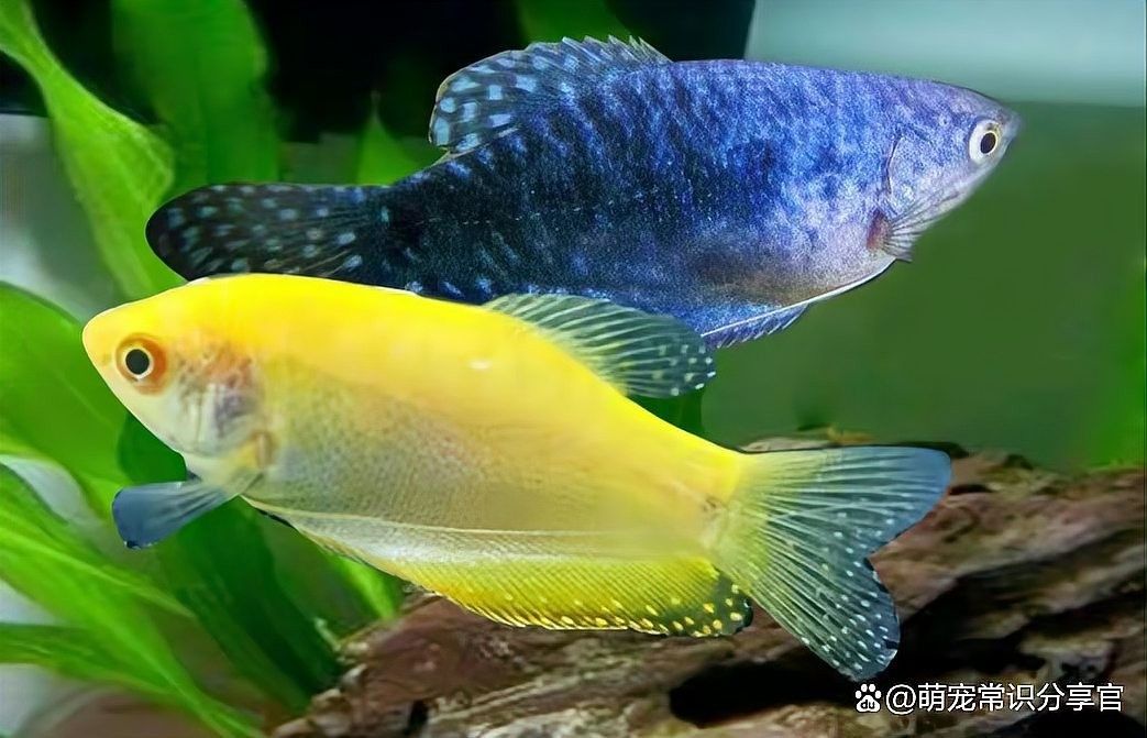 藍曼龍和黃曼龍繁殖周期是多久：養魚大全，曼龍魚怎么繁殖的名人智慧成長課堂