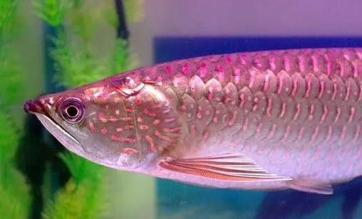 給我高清的澳洲龍魚圖片：澳洲龍魚圖片欣賞 給我高清的澳洲龍魚圖片：澳洲龍魚圖片欣賞 龍魚百科 第7張