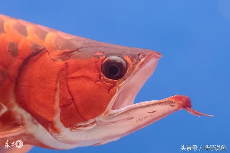 給我高清的澳洲龍魚圖片：澳洲龍魚圖片欣賞 給我高清的澳洲龍魚圖片：澳洲龍魚圖片欣賞 龍魚百科 第15張