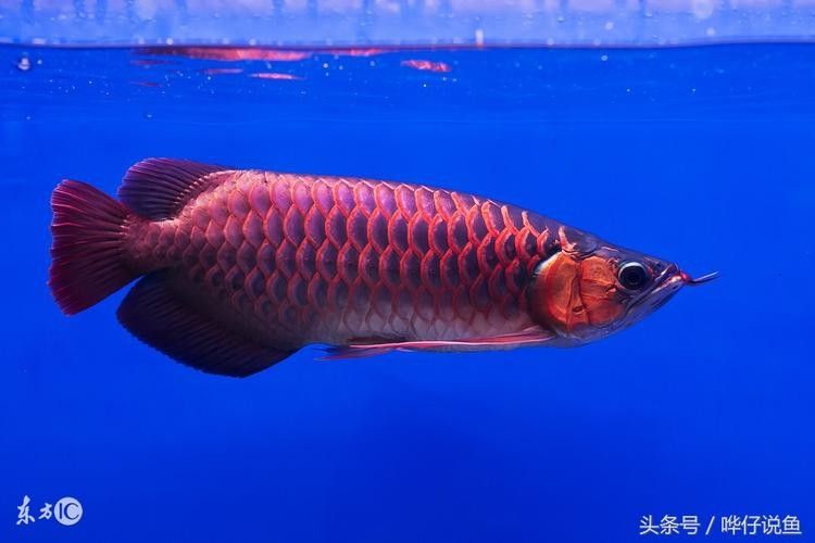 給我高清的澳洲龍魚圖片：澳洲龍魚圖片欣賞 給我高清的澳洲龍魚圖片：澳洲龍魚圖片欣賞 龍魚百科 第16張