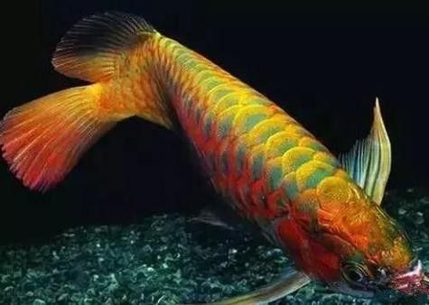 給我高清的澳洲龍魚圖片：澳洲龍魚圖片欣賞 給我高清的澳洲龍魚圖片：澳洲龍魚圖片欣賞 龍魚百科 第8張