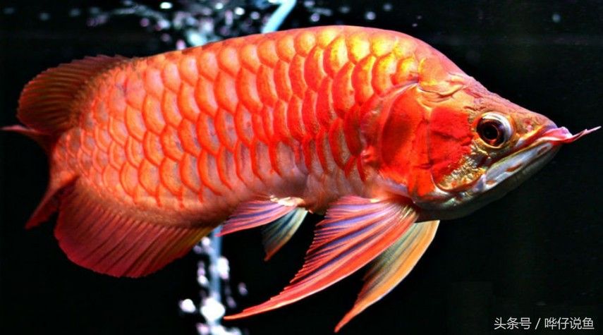 給我高清的澳洲龍魚圖片：澳洲龍魚圖片欣賞 給我高清的澳洲龍魚圖片：澳洲龍魚圖片欣賞 龍魚百科 第9張