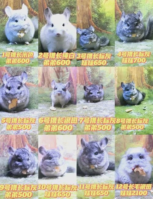 龍貓和貓的價(jià)格差異大嗎：貓和貓的價(jià)格差異主要受多種因素影響龍貓和貓的價(jià)格差異 龍貓和貓的價(jià)格差異大嗎：貓和貓的價(jià)格差異主要受多種因素影響龍貓和貓的價(jià)格差異 龍魚百科 第2張