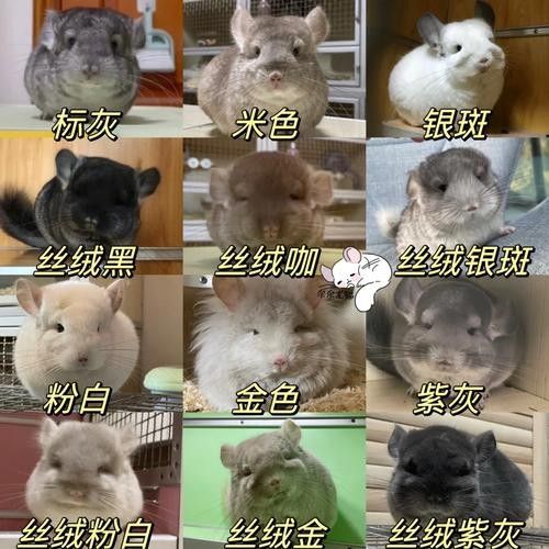 龍貓和貓的價(jià)格差異大嗎：貓和貓的價(jià)格差異主要受多種因素影響龍貓和貓的價(jià)格差異 龍貓和貓的價(jià)格差異大嗎：貓和貓的價(jià)格差異主要受多種因素影響龍貓和貓的價(jià)格差異 龍魚百科 第4張