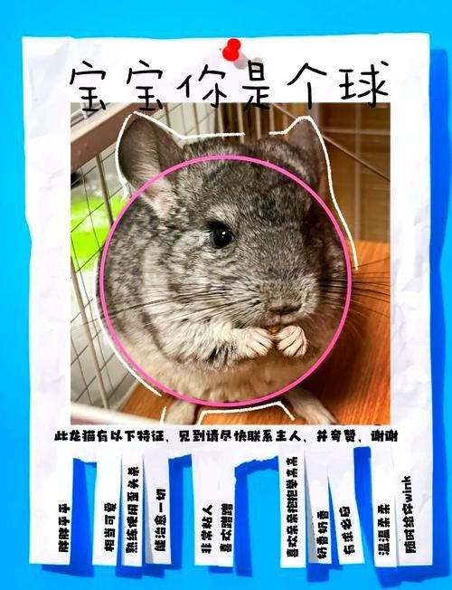 龍貓和貓的價(jià)格差異大嗎：貓和貓的價(jià)格差異主要受多種因素影響龍貓和貓的價(jià)格差異 龍貓和貓的價(jià)格差異大嗎：貓和貓的價(jià)格差異主要受多種因素影響龍貓和貓的價(jià)格差異 龍魚百科 第3張