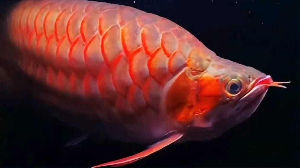 哪些昆蟲不適合紅龍魚：哪些昆蟲適合與紅龍魚共處