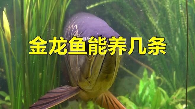 紅金龍魚混養的最佳數量：紅金龍魚混養的最佳數量是多少？
