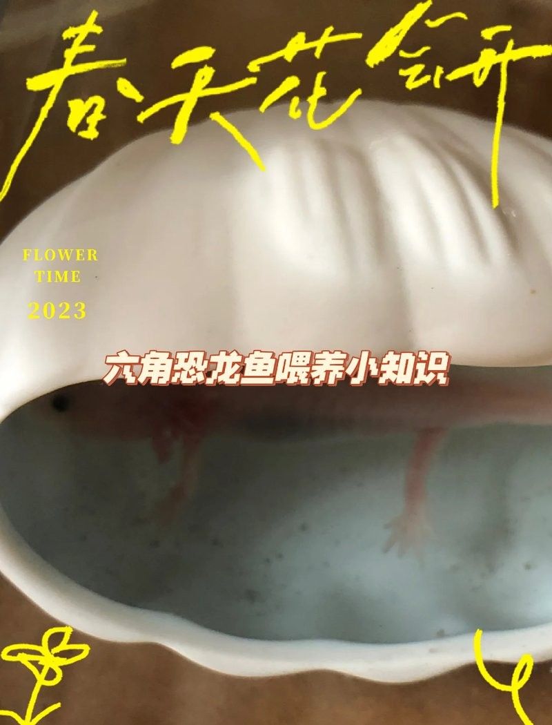 六角恐龍魚不吃食怎么辦？：六角恐龍魚不吃東西怎么辦