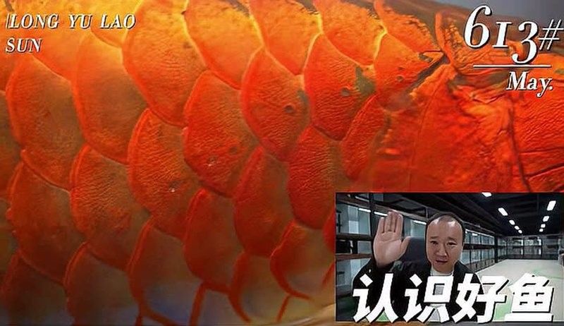 龍魚老孫視頻83號的詳細介紹：龍魚老孫83號視頻發布時間 龍魚老孫視頻83號的詳細介紹：龍魚老孫83號視頻發布時間 龍魚百科 第4張