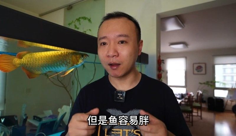 龍魚老孫視頻83號的詳細介紹：龍魚老孫83號視頻發布時間 龍魚老孫視頻83號的詳細介紹：龍魚老孫83號視頻發布時間 龍魚百科 第3張