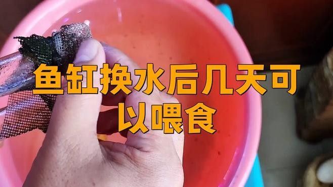 發(fā)色期換缸后需要多久喂食？：新買的魚到底幾天后可以喂食 發(fā)色期換缸后需要多久喂食？：新買的魚到底幾天后可以喂食 龍魚百科 第1張