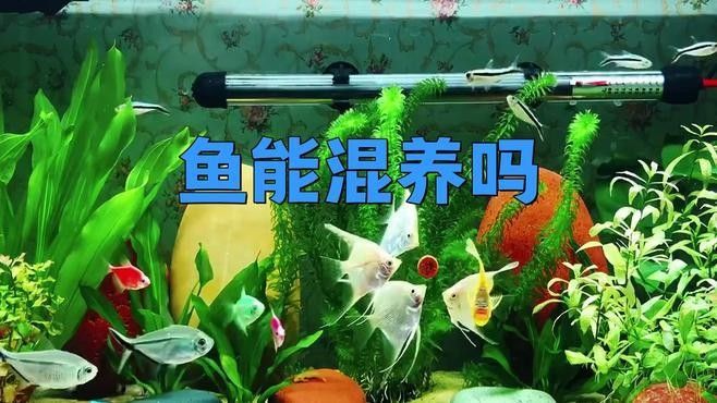 粗線魚和龍魚混養需要多久適應？：粗線魚和龍魚混養需要多久適應新環境所需時間長度 粗線魚和龍魚混養需要多久適應？：粗線魚和龍魚混養需要多久適應新環境所需時間長度 龍魚百科 第2張