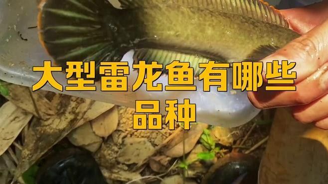 有哪些大型雷龍魚品種？：大型雷龍魚哪種值得養(yǎng)憨八龜萌寵大型雷龍魚哪種值得養(yǎng)
