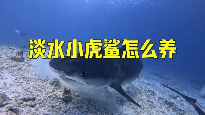 混養虎鯊需要多大的魚缸？：養虎鯊需要多大的魚缸？ 混養虎鯊需要多大的魚缸？：養虎鯊需要多大的魚缸？ 龍魚百科 第5張