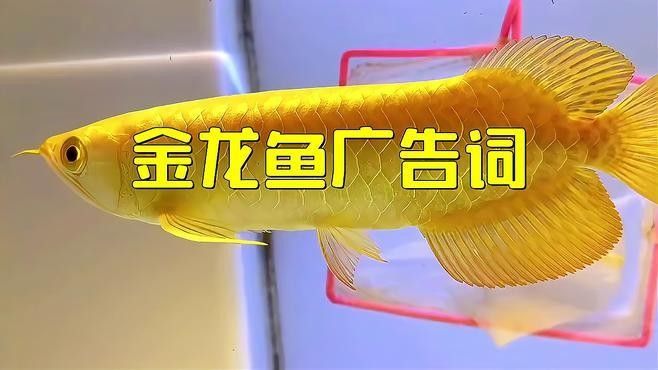 金龍魚廣告中哪條最受歡迎：金龍魚廣告中哪條最受歡迎？ 金龍魚廣告中哪條最受歡迎：金龍魚廣告中哪條最受歡迎？ 龍魚百科 第2張