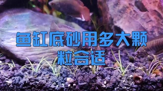 如何選擇合適的底砂：—中耐地基中耐地基中耐地基中耐地基中耐地基