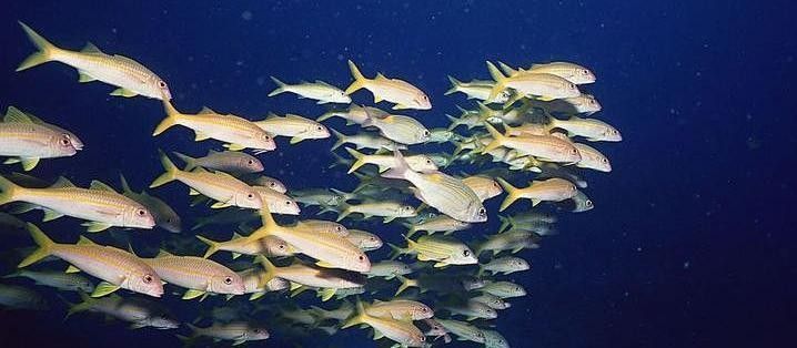 混養(yǎng)時(shí)如何選擇合適的魚(yú)類：養(yǎng)魚(yú)選擇合適的魚(yú)類對(duì)于水族箱生態(tài)系統(tǒng)的平衡和健康至關(guān)重要