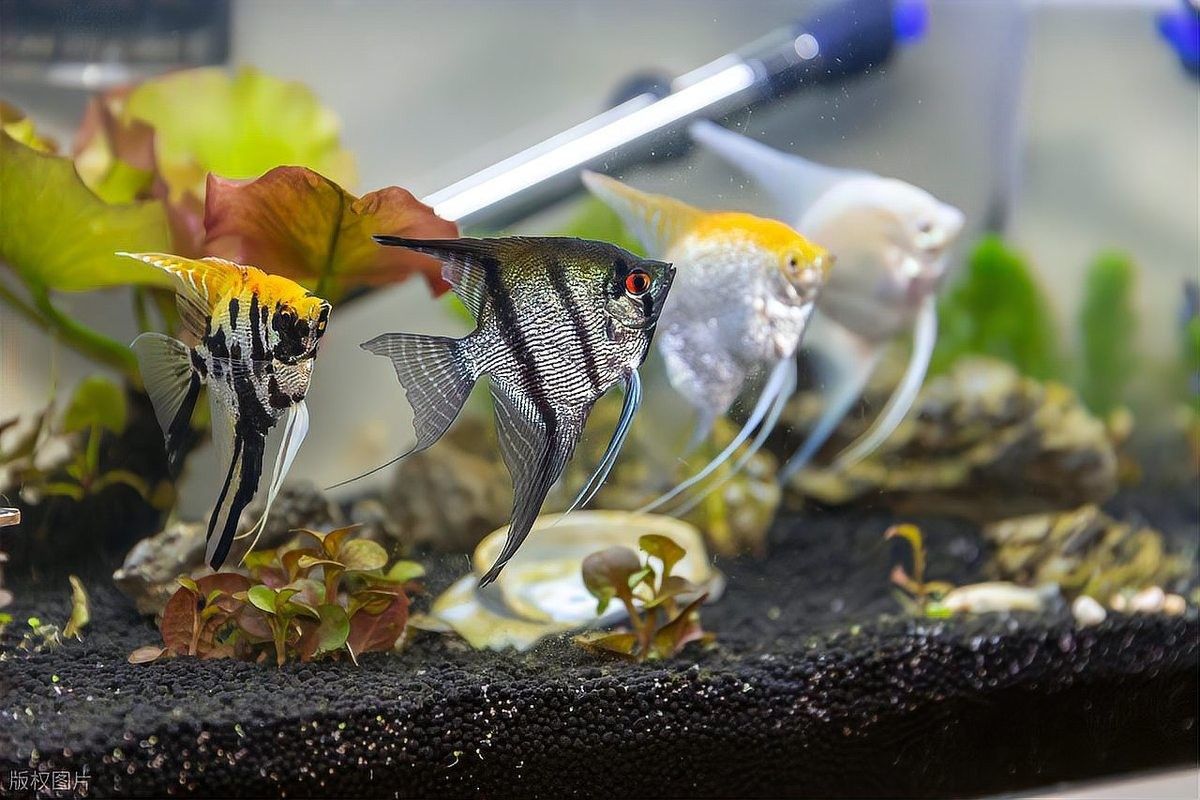 草龜和地圖魚能長期混養嗎？：萌寵百科小團團,烏龜能和魚一起養嗎
