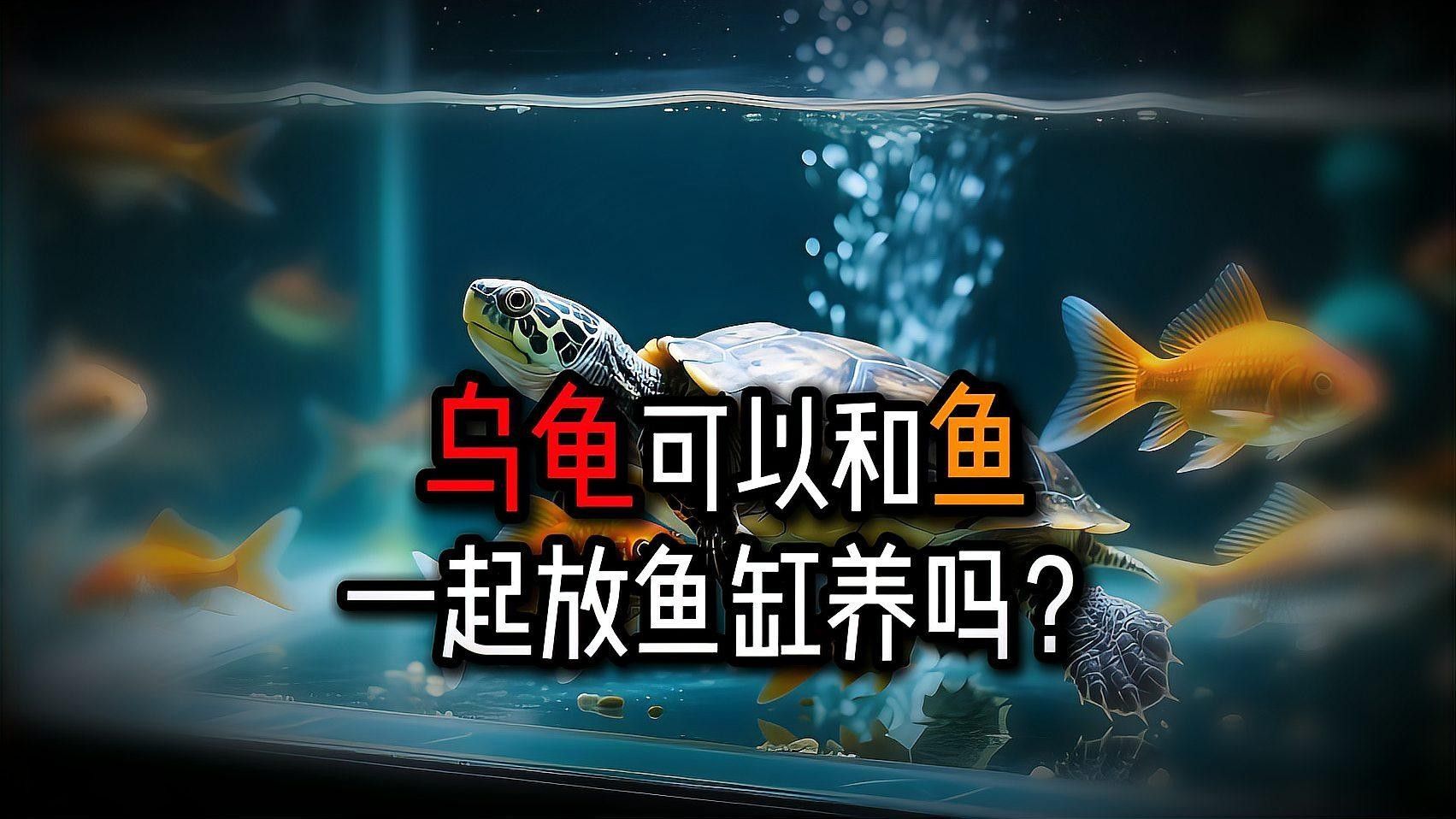 草龜和地圖魚能長期混養嗎？：萌寵百科小團團,烏龜能和魚一起養嗎