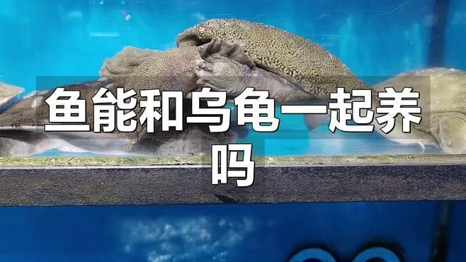 草龜和地圖魚能長期混養嗎？：萌寵百科小團團,烏龜能和魚一起養嗎