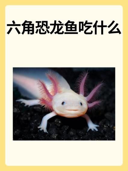 如何避免恐龍魚捕食金魚？：六角恐龍魚的混養選擇團團寵友學堂六角恐龍魚怎么養