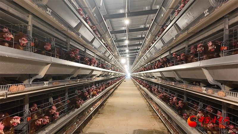 基地的養殖規模有多大：北京最大生豬養殖基地在房山開工光明網竇店肉牛養殖基地 基地的養殖規模有多大：北京最大生豬養殖基地在房山開工光明網竇店肉牛養殖基地 龍魚百科 第5張