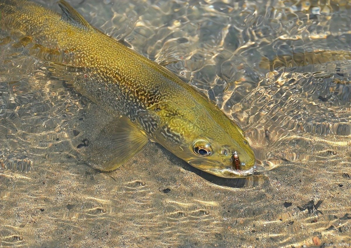 掛蛋苗后如何護理雄魚：掛蛋苗后雄魚的護理 掛蛋苗后如何護理雄魚：掛蛋苗后雄魚的護理 龍魚百科 第3張