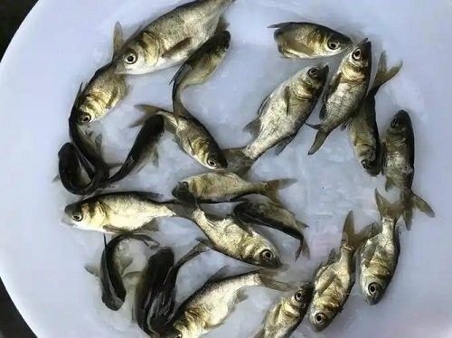 掛蛋苗后如何護理雄魚：掛蛋苗后雄魚的護理 掛蛋苗后如何護理雄魚：掛蛋苗后雄魚的護理 龍魚百科 第4張