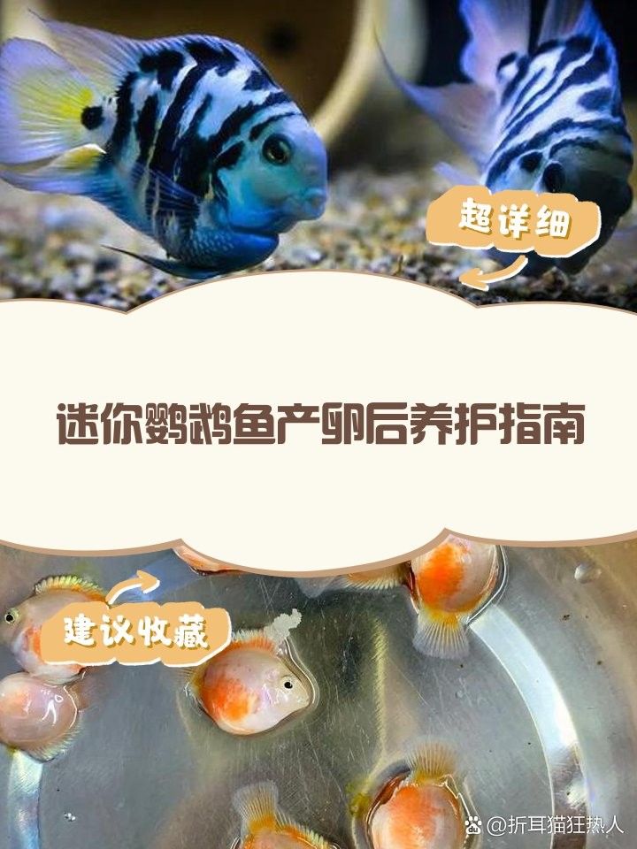 掛蛋苗后如何護理雄魚：掛蛋苗后雄魚的護理 掛蛋苗后如何護理雄魚：掛蛋苗后雄魚的護理 龍魚百科 第2張
