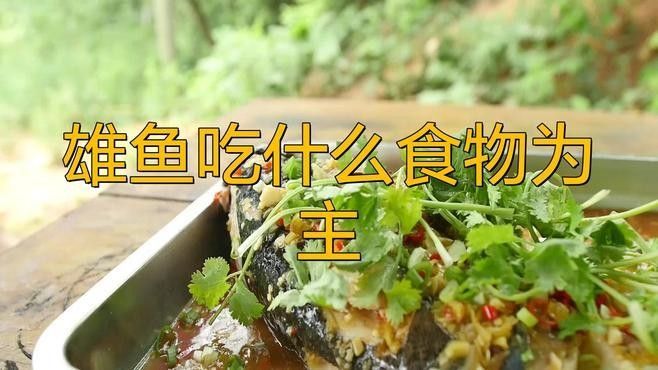掛蛋苗后如何護理雄魚：掛蛋苗后雄魚的護理 掛蛋苗后如何護理雄魚：掛蛋苗后雄魚的護理 龍魚百科 第1張