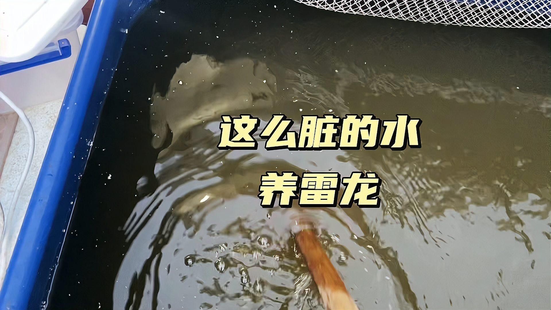 七星雷龍魚的最佳飼養(yǎng)環(huán)境：七星雷龍魚的最佳飼養(yǎng)環(huán)境及飼養(yǎng)條件