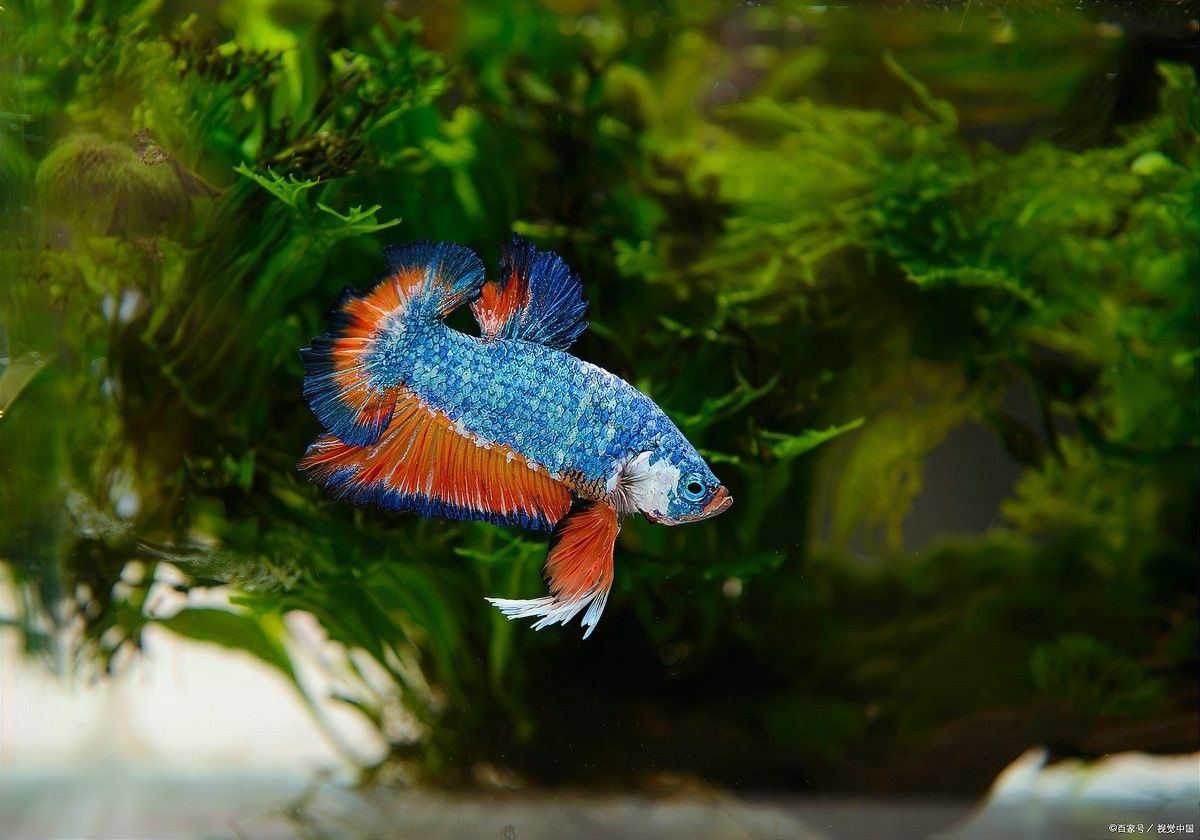 七星雷龍魚的最佳飼養(yǎng)環(huán)境：七星雷龍魚的最佳飼養(yǎng)環(huán)境及飼養(yǎng)條件