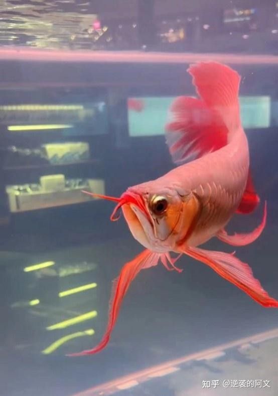 福龍為什么這么貴：中國最貴龍魚前十名廣州龍魚前十名廣州龍魚場