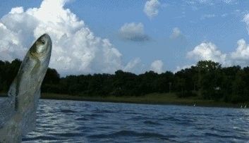 龍魚休閑垂釣中心怎么去：上海崇明哪里是禁漁區哪些地方不能垂釣