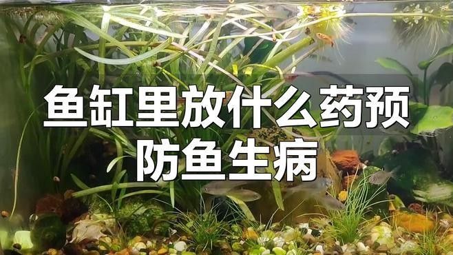 如何預防龍魚和虎魚疾病？：如何預防龍魚和虎魚的疾病？