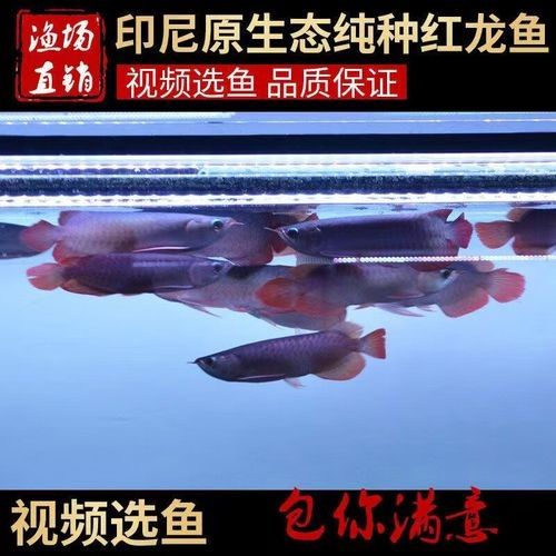 印尼紅龍魚苗的價格是多少？：印尼紅龍魚苗價格