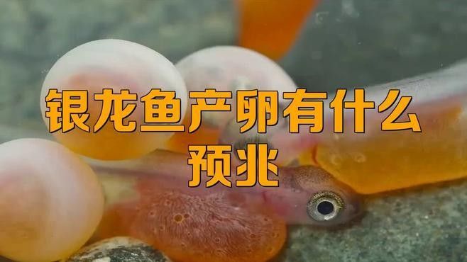如何判斷龍魚是否產(chǎn)卵？：判斷龍魚是否產(chǎn)卵的幾個(gè)關(guān)鍵步驟 如何判斷龍魚是否產(chǎn)卵？：判斷龍魚是否產(chǎn)卵的幾個(gè)關(guān)鍵步驟 龍魚百科 第1張