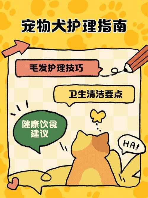 哪種寵物更適合初次養寵者：哪種寵物更適合初次養寵者，初次養寵者選擇適合的寵物