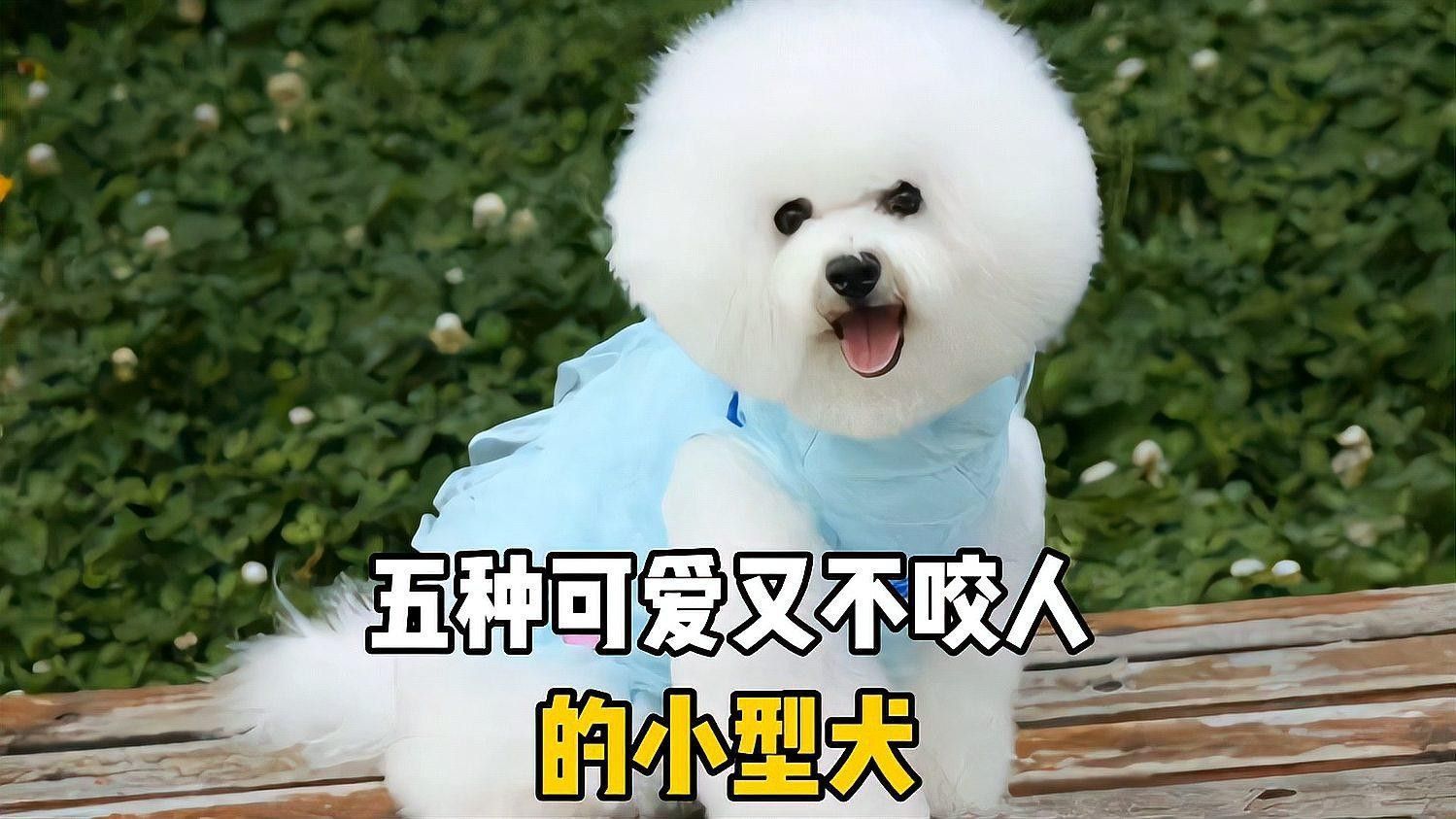 哪種寵物更適合初次養寵者：哪種寵物更適合初次養寵者，初次養寵者選擇適合的寵物