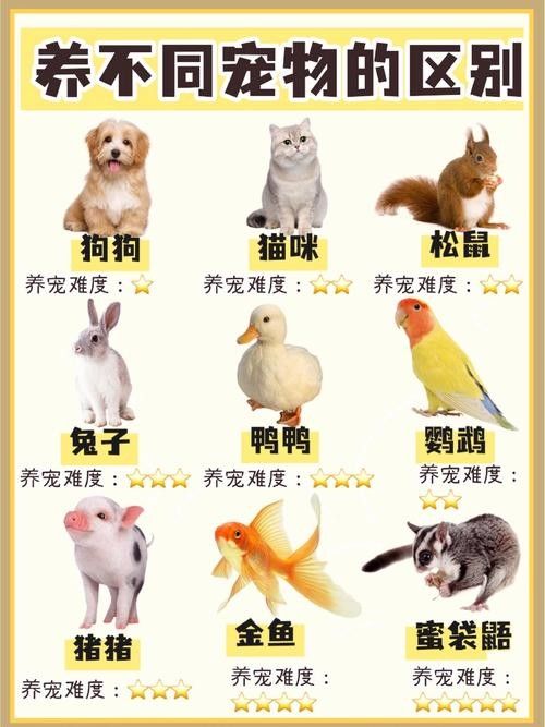 哪種寵物更適合初次養寵者：哪種寵物更適合初次養寵者，初次養寵者選擇適合的寵物