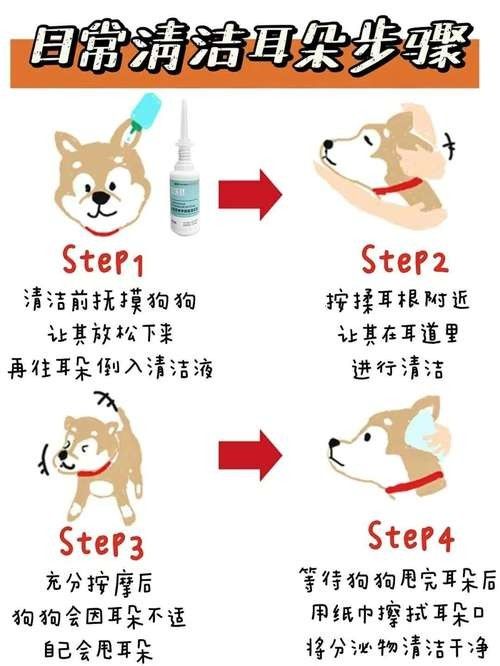哪種寵物更適合初次養寵者：哪種寵物更適合初次養寵者，初次養寵者選擇適合的寵物