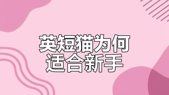 哪種寵物更適合初次養寵者：哪種寵物更適合初次養寵者，初次養寵者選擇適合的寵物