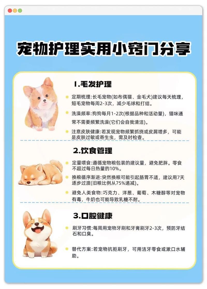 哪種寵物更適合初次養寵者：哪種寵物更適合初次養寵者，初次養寵者選擇適合的寵物