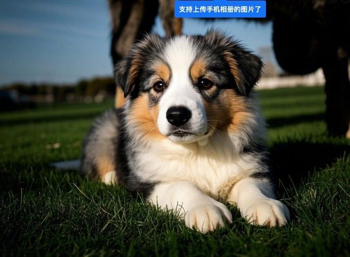 哪種寵物更適合初次養寵者：哪種寵物更適合初次養寵者，初次養寵者選擇適合的寵物