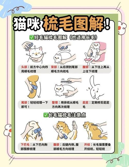 哪種寵物更適合初次養寵者：哪種寵物更適合初次養寵者，初次養寵者選擇適合的寵物