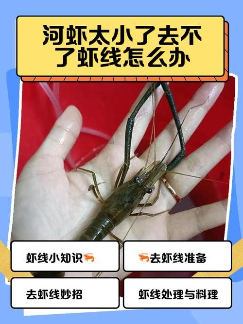 金龍魚吃河蝦需要去殼嗎：金龍魚吃河蝦是否需要去殼？