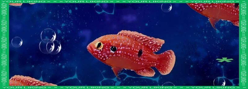 紅寶石魚和什么魚混養(yǎng)比較好：紅寶石魚可以和什么魚一起養(yǎng) 紅寶石魚和什么魚混養(yǎng)比較好：紅寶石魚可以和什么魚一起養(yǎng) 龍魚百科 第11張