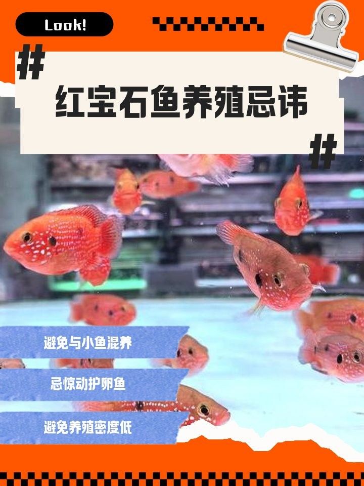 紅寶石魚和什么魚混養(yǎng)比較好：紅寶石魚可以和什么魚一起養(yǎng) 紅寶石魚和什么魚混養(yǎng)比較好：紅寶石魚可以和什么魚一起養(yǎng) 龍魚百科 第9張
