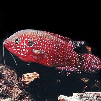 紅寶石魚和什么魚混養(yǎng)比較好：紅寶石魚可以和什么魚一起養(yǎng) 紅寶石魚和什么魚混養(yǎng)比較好：紅寶石魚可以和什么魚一起養(yǎng) 龍魚百科 第7張